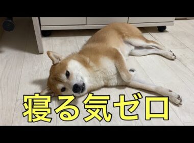 【柴犬飼い主55歳】寝かしつけたつもりが、ガン見されました。