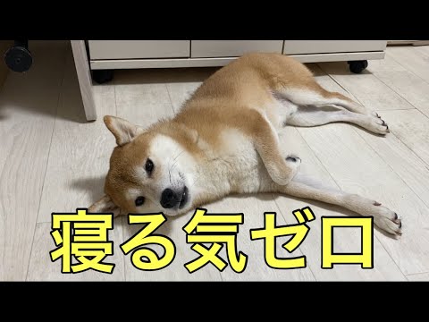 【柴犬飼い主55歳】寝かしつけたつもりが、ガン見されました。