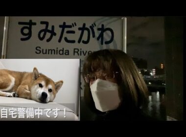 【柴犬飼い主55歳】隅田川を散歩しながら日頃の感謝を柴犬にメッセージを送る。