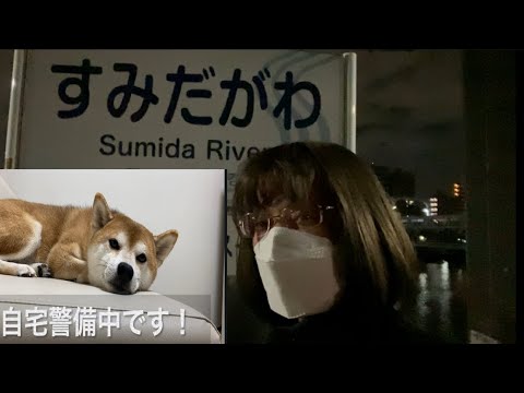 【柴犬飼い主55歳】隅田川を散歩しながら日頃の感謝を柴犬にメッセージを送る。