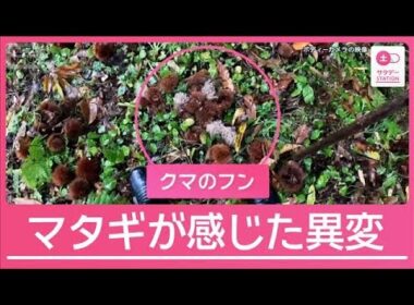 クマ狩猟解禁 “マタギ”が感じた異変 クマによる死者は過去最多12人【サタデーステーション】(2025年11月1日)