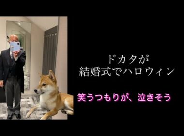 【柴犬飼い主55歳】 飼い主モーニングを着る。理由は聞かないでくれ！
