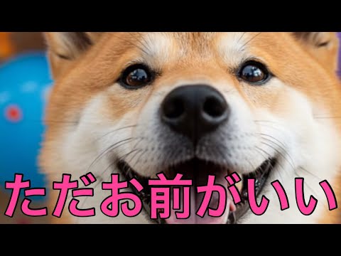 【柴犬飼い主55歳】 【泣ける柴犬】遠吠えは愛のサイン。ただお前がいい。