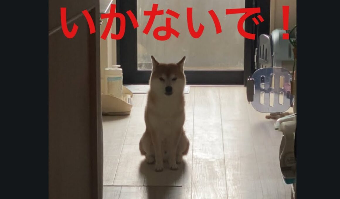 【柴犬飼い主55歳柴】飼い主を　見送る柴犬の悲しい声。