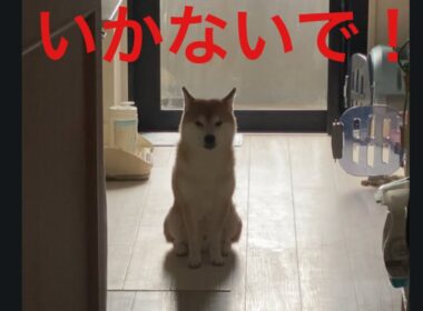 【柴犬飼い主55歳柴】飼い主を　見送る柴犬の悲しい声。