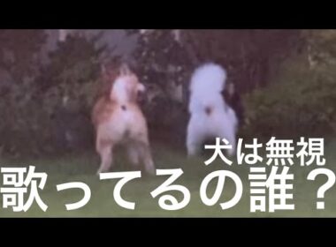 【柴犬飼い主55歳】「音痴BGMと爆走柴犬！初ドッグランはカオスだった…」