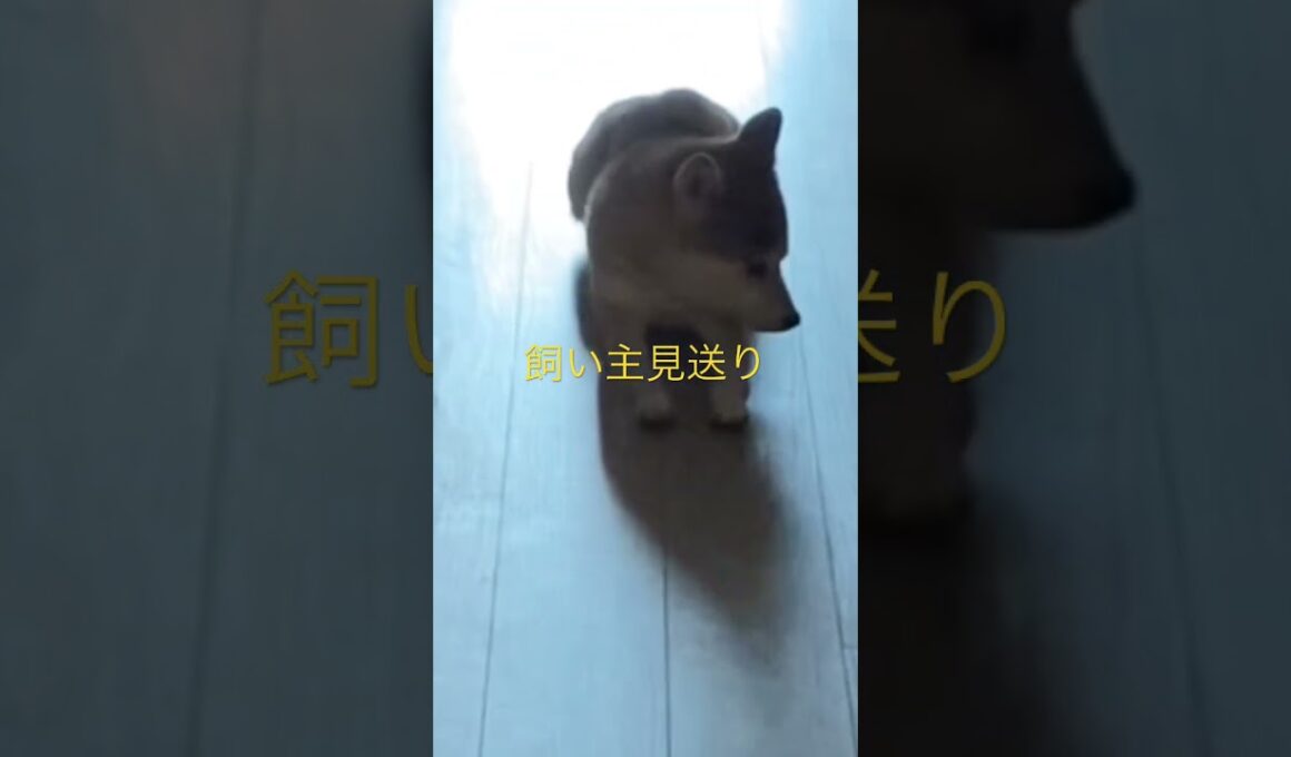 柴犬くまころー　#飼い主55歳