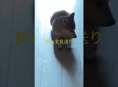 柴犬くまころー　#飼い主55歳