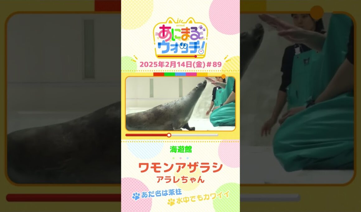 あだ名は茶柱！「ワモンアザラシ」のアラレちゃん！大阪「海遊館」　#shorts #読売テレビニュース #すまたん #あにまるウォッチ #動物