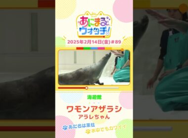 あだ名は茶柱！「ワモンアザラシ」のアラレちゃん！大阪「海遊館」　#shorts #読売テレビニュース #すまたん #あにまるウォッチ #動物