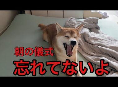 【柴犬飼い主55歳】　出かける前の10分。柴犬くまころーと飼い主の朝の儀式。