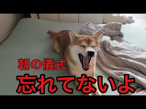 【柴犬飼い主55歳】　出かける前の10分。柴犬くまころーと飼い主の朝の儀式。