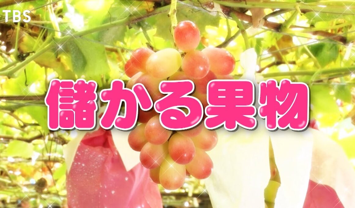 『がっちりマンデー!!』儲かる果物! シャインマスカットの次に来るぶどう!? 11/16(日)【TBS】