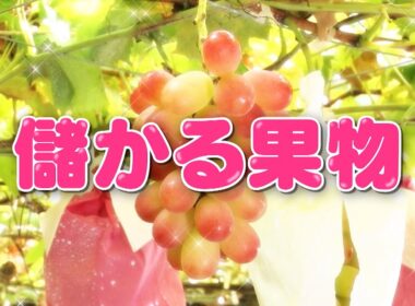 『がっちりマンデー!!』儲かる果物! シャインマスカットの次に来るぶどう!? 11/16(日)【TBS】