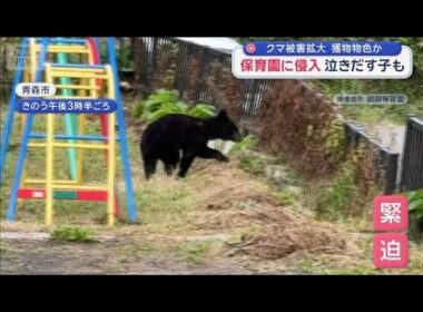クマ被害拡大　保育園に侵入　泣きだす子も…　住宅地で5日間に3回も…緊迫の一部始終【スーパーJチャンネル】(2025年10月22日)