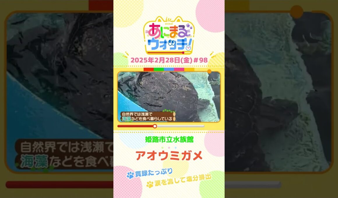 貫録たっぷり！「アオウミガメ」　兵庫「姫路市立水族館」　#shorts #読売テレビニュース #すまたん #あにまるウォッチ #動物