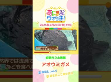 貫録たっぷり！「アオウミガメ」　兵庫「姫路市立水族館」　#shorts #読売テレビニュース #すまたん #あにまるウォッチ #動物