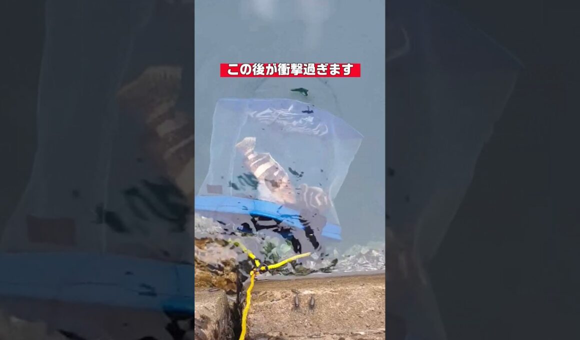 釣れた魚を堤防下に落とし眺めていたら