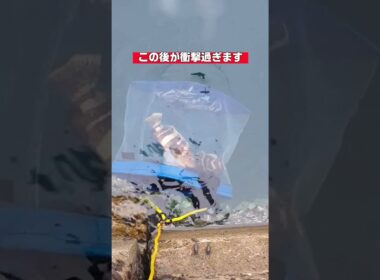 釣れた魚を堤防下に落とし眺めていたら