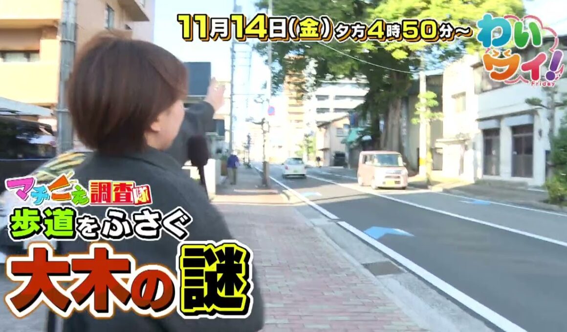 【番宣】マチこえ調査隊！「歩道をふさぐ大木の謎!?」▽コラボメニュー▽わいワイFriday　2025/11/14（金）午後4:50～