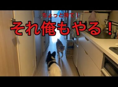 今日は来ないの？…と思ったら、ヤキモチ全開でダッシュしてきた柴犬　