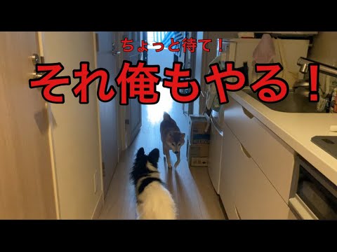 今日は来ないの？…と思ったら、ヤキモチ全開でダッシュしてきた柴犬　