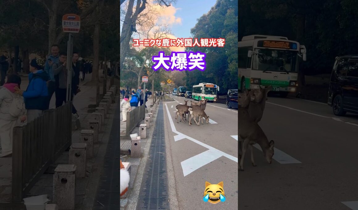 ユーニクな鹿に外国人観光客🦌大爆笑🤣NARA  PARK