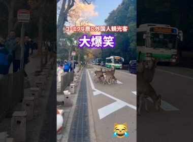 ユーニクな鹿に外国人観光客🦌大爆笑🤣NARA  PARK