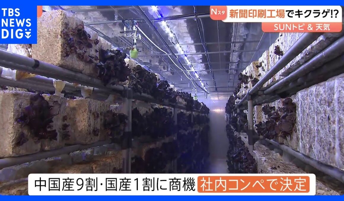 キクラゲを栽培しているのは･･･新聞の印刷工場？ 背景に印刷部数の減少　社内コンペで決定【SUNトピ】｜TBS NEWS DIG