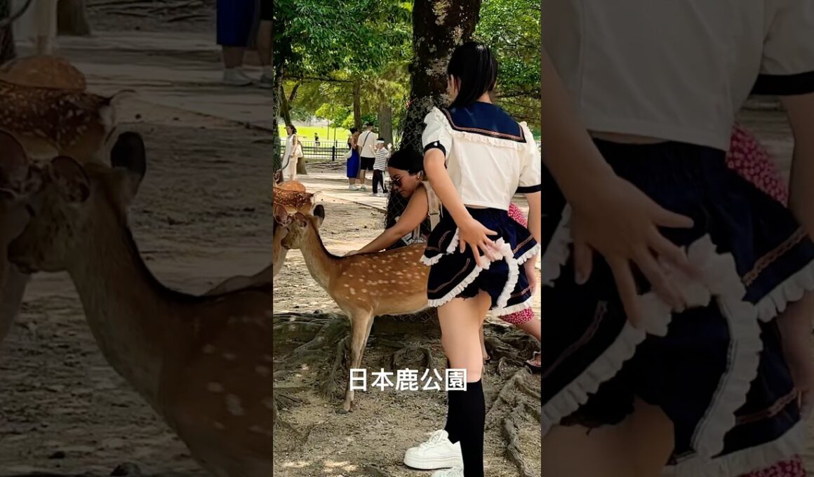 なんと鹿がスカートの中に(奈良公園) Nara Deer Japan 🇯🇵