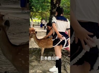 なんと鹿がスカートの中に(奈良公園) Nara Deer Japan 🇯🇵