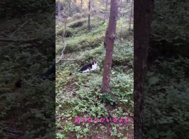 猫と散歩　北欧のブルーベリーの森で、なんと…！