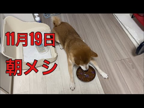 【柴犬飼い主55歳】柴犬朝メシ動画記録