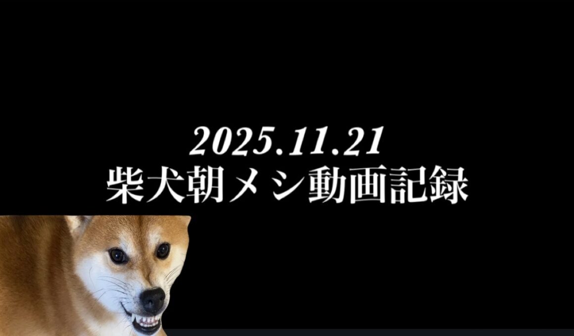 【柴犬飼い主55歳】柴犬の朝メシ動画記録。