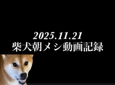 【柴犬飼い主55歳】柴犬の朝メシ動画記録。