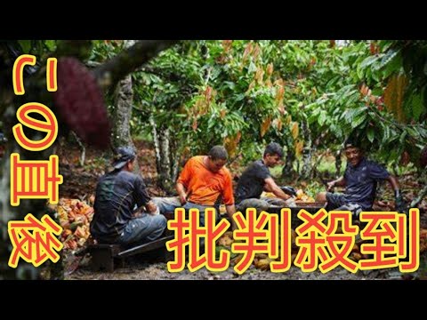 平井理央「タイのランパーンまでカカオ豆を視察」チョコレートで起業し奮闘した1年「低GIで乳酸菌約1000億個のチョコを# videos # news # films #