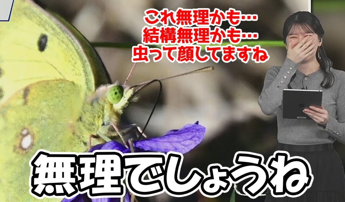 【駒木結衣】虫嫌いで有名なお天気お姉さんですが蝶々ですら無理なようです