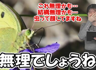 【駒木結衣】虫嫌いで有名なお天気お姉さんですが蝶々ですら無理なようです