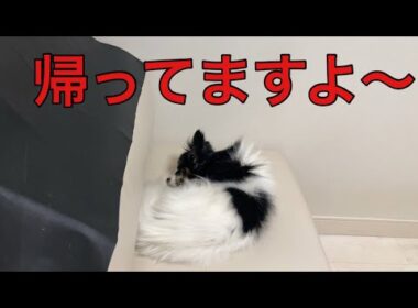【柴犬飼い主55歳】これぞシニア犬の貫禄？帰宅しても全く起きないパピヨンの理由