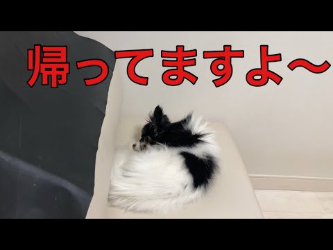 【柴犬飼い主55歳】これぞシニア犬の貫禄？帰宅しても全く起きないパピヨンの理由