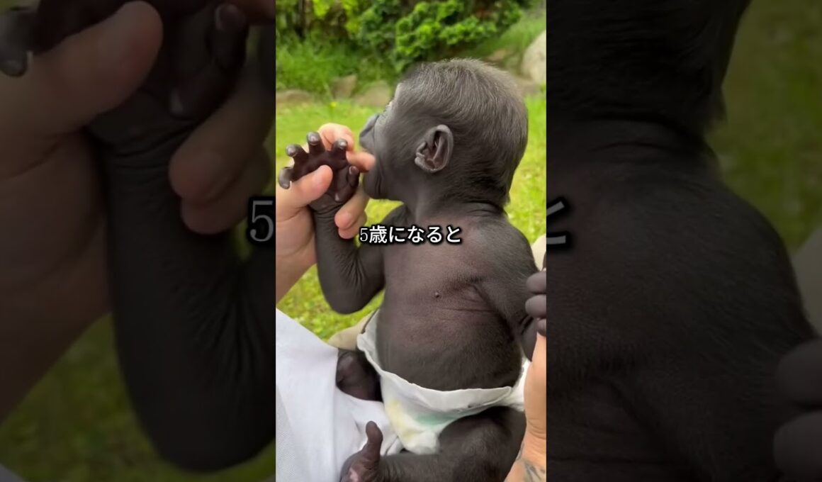 チンパンジーをペットとして飼わない理由