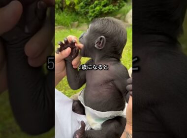 チンパンジーをペットとして飼わない理由