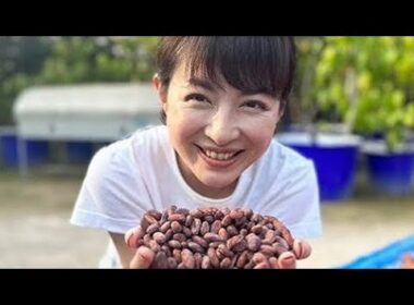 平井理央「タイのランパーンまでカカオ豆を視察」チョコレートで起業し奮闘した1年「低GIで乳酸菌約1000億個のチョコを」