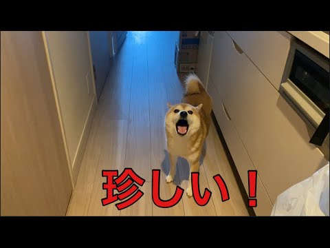 【柴犬飼い主55歳】珍しく柴犬が見送り！