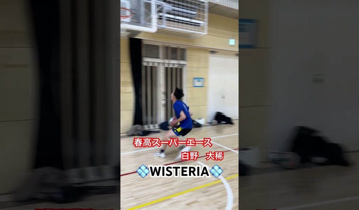 化け物すぎる⁉️⁉️ #wisteria #バレーボール #春高バレー #白野大稀#fyp #fypシ