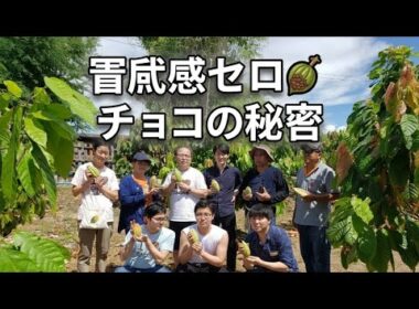 🍫平井理央が語る「罪悪感ゼロのチョコ」驚きの真実 #平井理央 #チョコレート #起業女子
