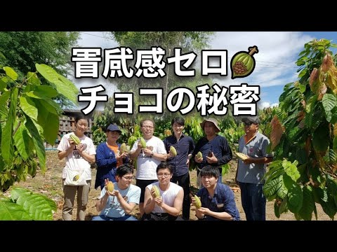 🍫平井理央が語る「罪悪感ゼロのチョコ」驚きの真実 #平井理央 #チョコレート #起業女子