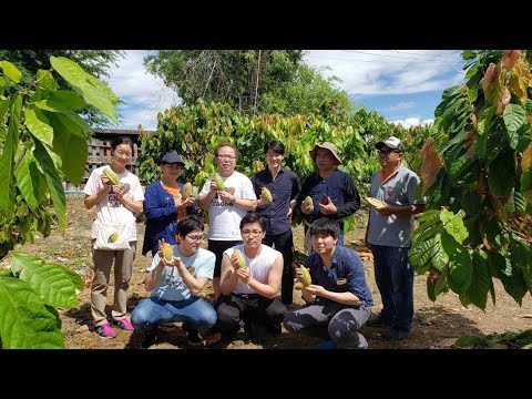 平井理央「タイのランパーンまでカカオ豆を視察」チョコレートで起業し奮闘した1年「低GIで乳酸菌約1000億個のチョコを」