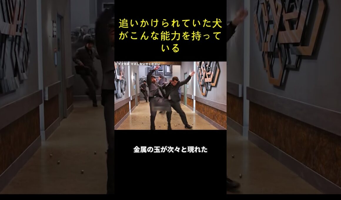 追いかけられていた犬がこんな能力を持っている