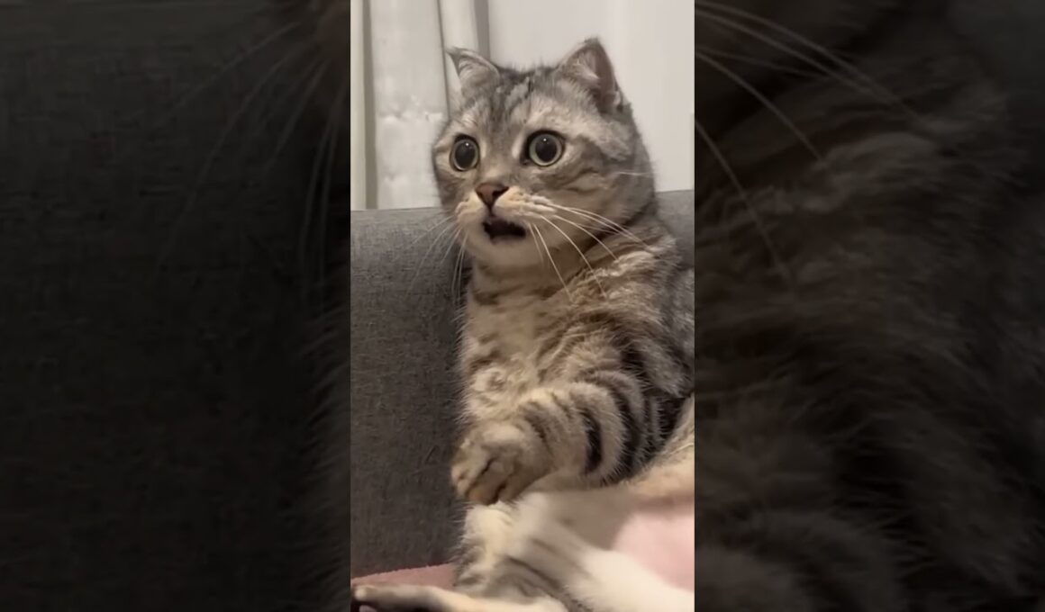 猫ミームで有名なこの猫の衝撃の事実…#猫ミーム#元ネタ#猫meme #memes #豆知識